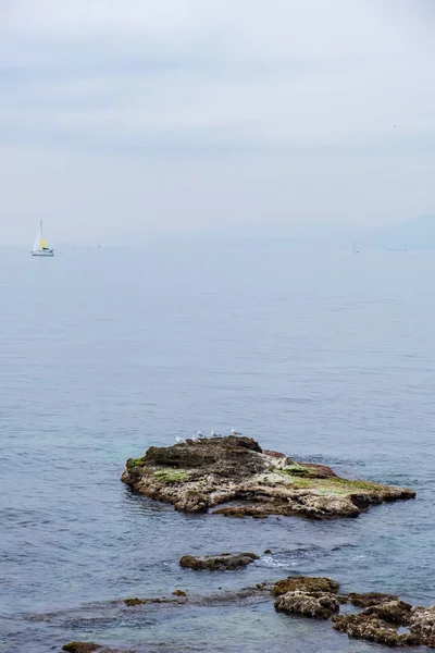 Zeemeeuwen zittend op rots in het blauwe zeewater op een mistige dag met — Stockfoto