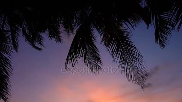 Vacker solnedgång på stranden med palmer och båtar. — Stockvideo