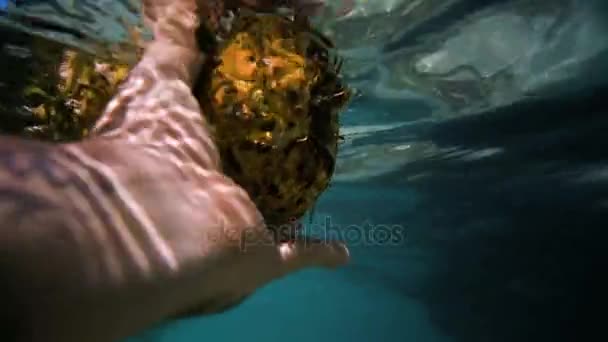 Tropical fruit pineapple under water in the sea slowmotion — Stock Video