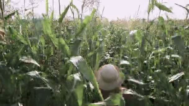 Piękna dziewczyna w kapeluszu uruchomiona i uśmiechając się w kukurydzy pola zwolnionym tempie — Wideo stockowe