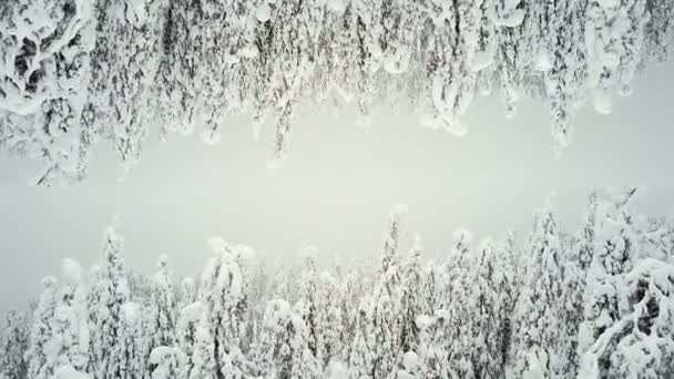 Bosque en la nieve como 2 mundos. Protector de pantalla FINLANDIA para subtítulos . — Vídeo de stock