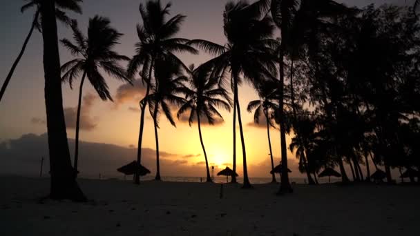 Das Mädchen läuft morgens im Morgengrauen in den Palmen herum — Stockvideo