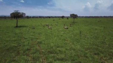 Anteni: Tanzanya safari Mikumi Zebras
