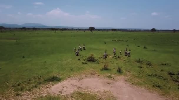 AERIAL: Zebras no safari da Tanzânia Mikumi — Vídeo de Stock