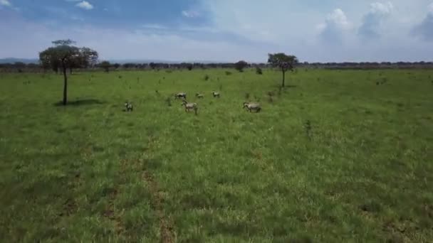 AERIAL: Cebras en Tanzania safari Mikumi — Vídeos de Stock