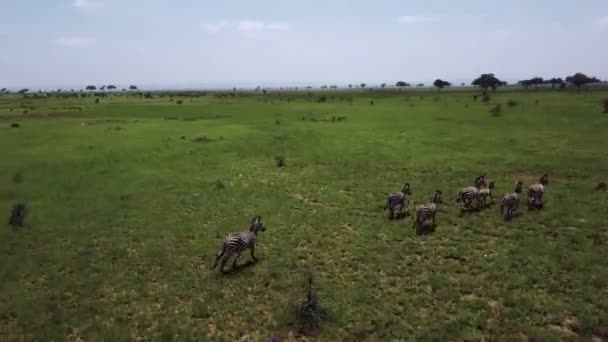 AERIAL: Zebras no safari da Tanzânia Mikumi — Vídeo de Stock