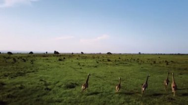 Anteni: Zürafalar Tanzanya Safari Mikumi