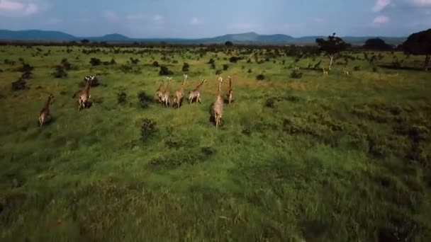 Antenne: Giraffen in Tansania Safari mikumi — Stockvideo