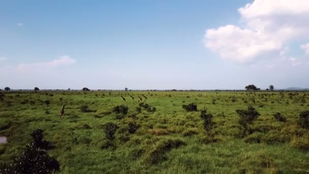 AERIAL: Jirafas en Tanzania safari Mikumi — Vídeo de stock