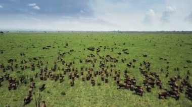 Buffalo arbede de Tanzanya safari Mikumi üzerinde hava uçuş