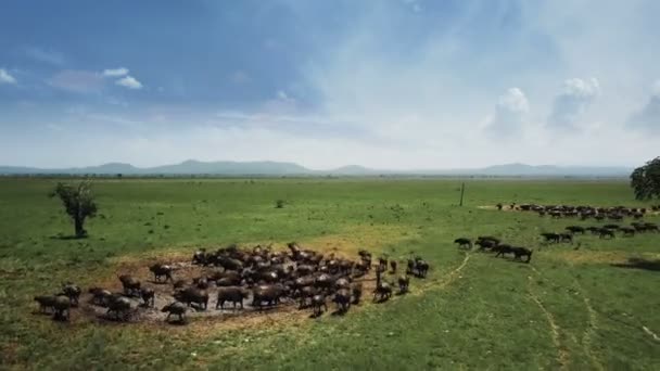 Vuelo aéreo sobre estampida de búfalo en Tanzania safari Mikumi — Vídeo de stock