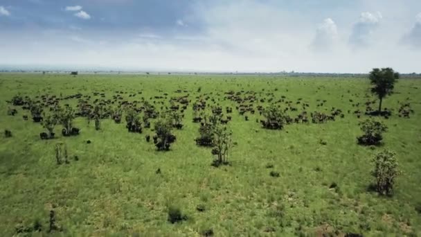 Voo aéreo sobre debandada de búfalos no safari da Tanzânia Mikumi — Vídeo de Stock