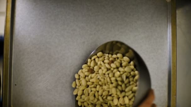 Proceso de procesamiento de cacahuetes, proceso de producción de cacahuetes tostados . — Vídeo de stock