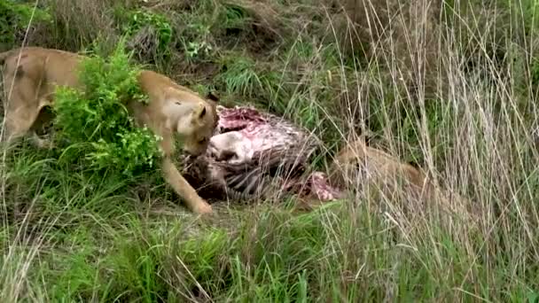 I leoni si nutrono di zebra morta in natura — Video Stock