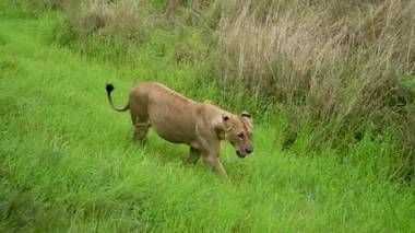 Dişi aslan vahşi bozkırda sinsice dolaşıyor.
