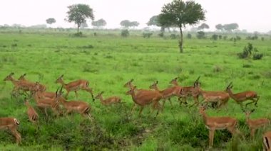 Afrika antilopları vahşi doğada bir milli parkın içinden geçiyor. Tanzanya