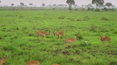 Afrika antilopları vahşi savanada çocuk savaşı öğretiyor. Tanzanya
