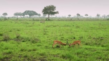 Afrika antilopları vahşi savanada çocuk savaşı öğretiyor. Tanzanya