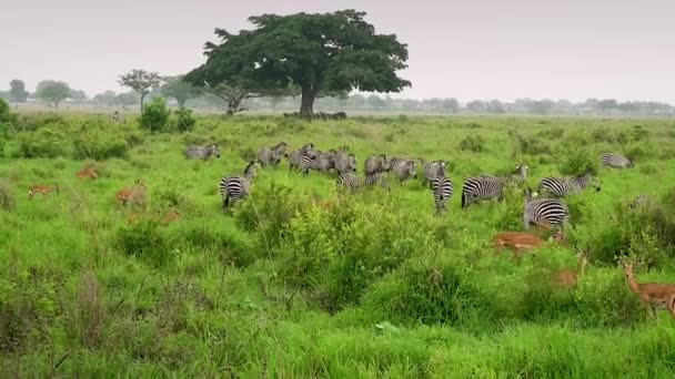 Zebras pastam na savana selvagem — Vídeo de Stock