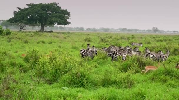 Zebras pastam na savana selvagem — Vídeo de Stock