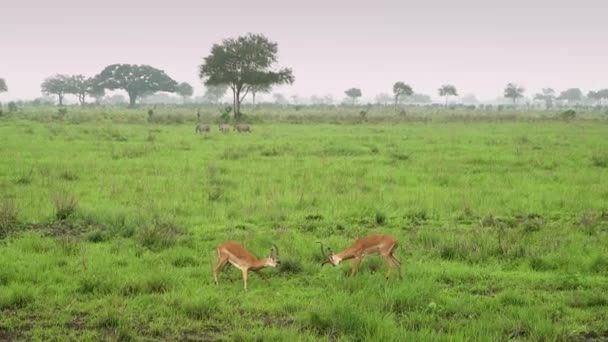 Afrika antilopları vahşi savanada çocuk savaşı öğretiyor. Tanzanya — Stok video