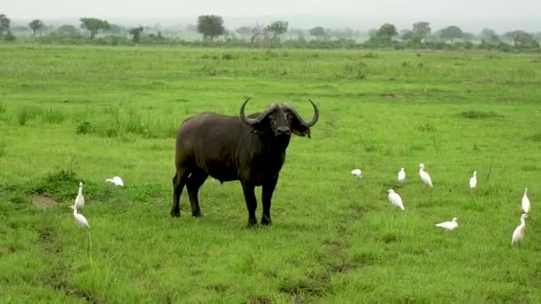 Bufalo africano con uccelli nella savana selvatica, pericolo — Video Stock