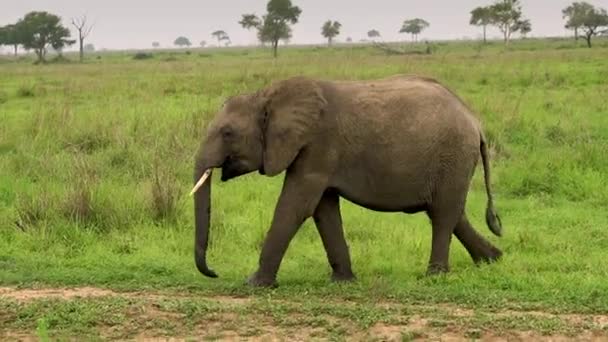 大象生活在野外，在野外的草原上。坦桑尼亚 — 图库视频影像