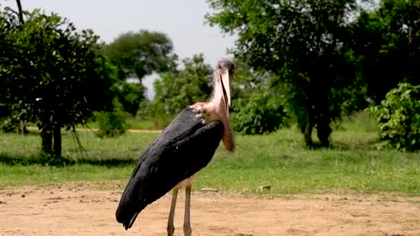 Czapla żyje w dziczy, w dzikiej sawannie. Tanzania — Wideo stockowe