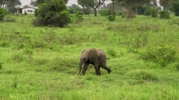 Un pequeño niño elefante vive en la naturaleza, en la sabana salvaje. Tanzania — Vídeo de stock