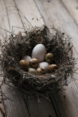 Ahşap arka planda bir yuvada bıldırcın yumurtası