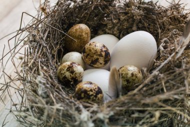 Ahşap arka planda bir yuvada bıldırcın yumurtası