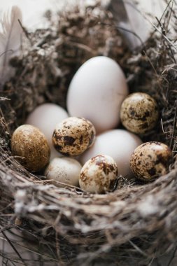 Ahşap arka planda bir yuvada bıldırcın yumurtası