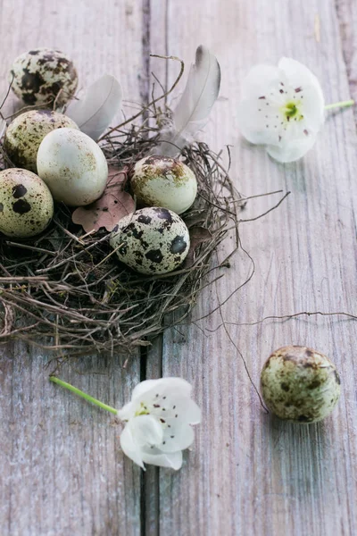 Oeufs de caille dans un nid sur fond de bois — Photo