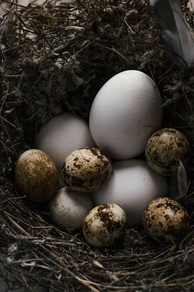 Wachteleier in einem Nest auf Holzboden — Stockfoto