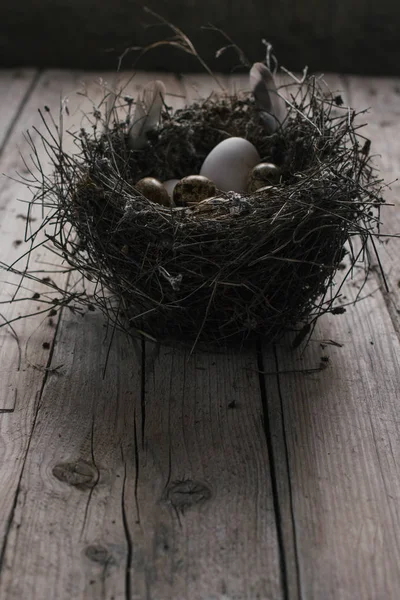 Ovos de codorna em um ninho no fundo de madeira — Fotografia de Stock