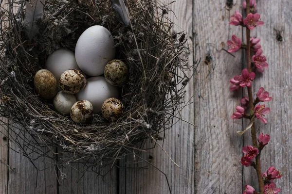 Huevos de codorniz y flor sobre fondo de madera — Foto de Stock