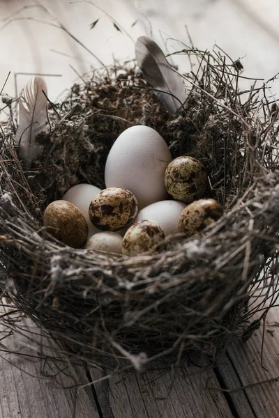 Ovos de codorna em um ninho no fundo de madeira — Fotografia de Stock