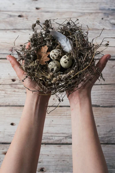 Hände halten Osterwachteleier in einem kleinen Nest — Stockfoto