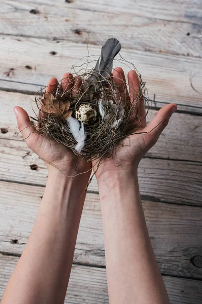 Mãos segurando ovos de codorna de Páscoa em um pequeno ninho — Fotografia de Stock
