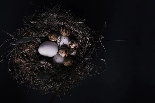 Huevos de codorniz de Pascua sobre fondo negro — Foto de Stock