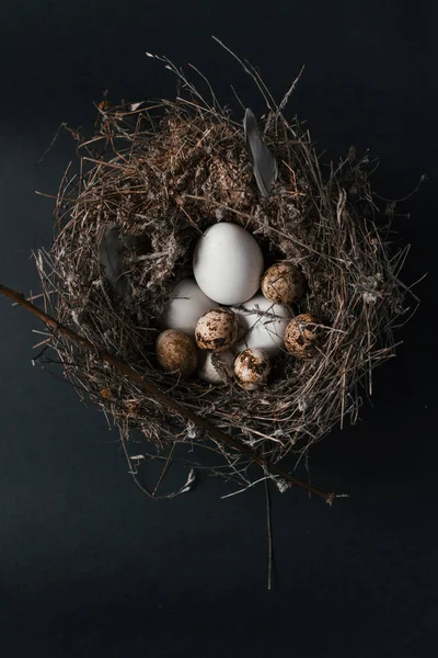 Húsvéti fürj tojás-fekete háttér — Stock Fotó