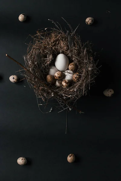 Easter quail eggs on black background — Stock Photo, Image