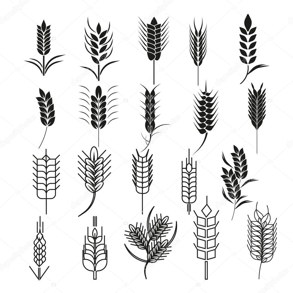 Wheat ear icon set. Cereals Symbols can be used for Organic plants, bread and eat, natural food, agriculture seed. For logo design Natural Product and Farm Company. Vector illustration Flat design.