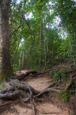 tropikal yağmur ormanları, Khao Yai Milli Parkı Tayland (Dünya Mirası doğa)