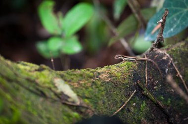 skink veya scincoid kertenkele, Tayland