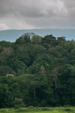 View Evergreen Forest, Khao Yai Ulusal Parkı Tayland altında güneş
