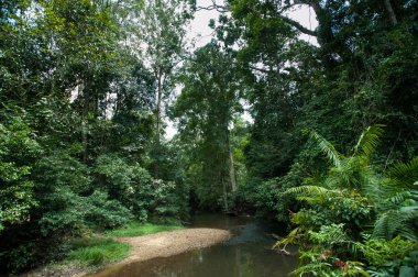 Görünüm Evergreen Forest, Khao Yai Ulusal Parkı Tayland arka plan olarak ağır gökyüzü ile yaz ortasında güneş ışığında.