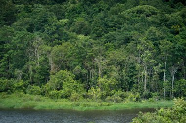 Görünüm Evergreen Forest, Khao Yai Ulusal Parkı Tayland arka plan olarak ağır gökyüzü ile yaz ortasında güneş ışığında.