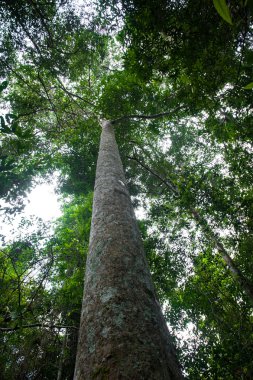 Yeşil ağaçlar, doğa yeşil ahşap güneş ışığı ile tropikal yağmur ormanı