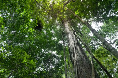 Yeşil ağaçlar, doğa yeşil ahşap güneş ışığı ile tropikal yağmur ormanı